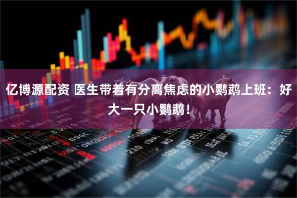 亿博源配资 医生带着有分离焦虑的小鹦鹉上班：好大一只小鹦鹉！
