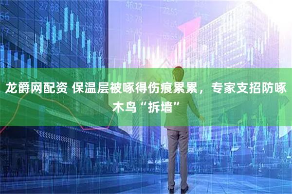 龙爵网配资 保温层被啄得伤痕累累，专家支招防啄木鸟“拆墙”