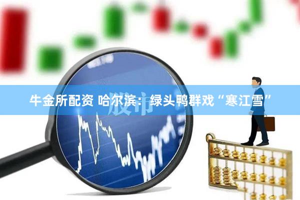 牛金所配资 哈尔滨：绿头鸭群戏“寒江雪”